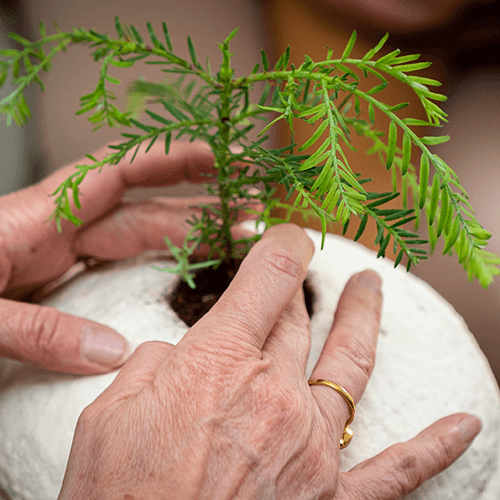 Loop Earthrise Urn: urn gemaakt van paddenstoelen (biologisch afbreekbaar) 3 Loop Earthrise urn met plantje